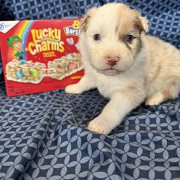 Charms - Red merle female Australian Shepherd puppy in Warsaw, Missouri from Siercks Ranch Aussies