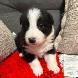 Hahn - Black and white male Border Collie puppy in Mckinney, Texas from Border Collies of Ruidoso
