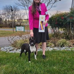 American Staffordshire Terrier and Lakeland Terrier All Grown Up from Goldmere Kennel