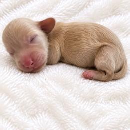 Noelle - Cream female Dachshund puppy in Sebring, Florida from Mini Weenies