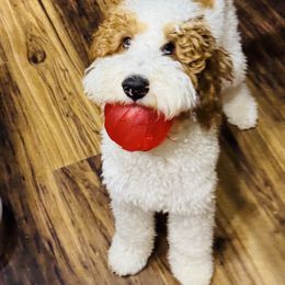 Gonzo - Goldendoodle