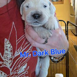 Boy 3 - Light golden male Golden Retriever puppy in Waynesburg, Ohio from Avalon English Retrievers