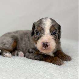 Sonata - Blue merle female Bernedoodle puppy in Fleming, Colorado from Vandenbark Doodles