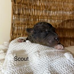 Scout - Chocolate merle male Bernedoodle puppy in Fallon, Nevada from Wild Roots Doodles