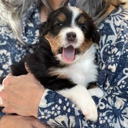 Miniature American Shepherd Puppies from Stones River Mini American Shepherds