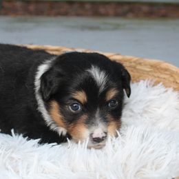 Miniature Australian Shepherd Puppies from Ever After Mini Aussies