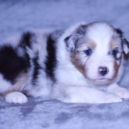 Montana - Blue merle male Australian Shepherd puppy in Easton, Missouri from MMA Kennel