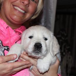 Golden Retriever Puppies from Fiddle In Gold Retrievers