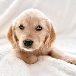 Companion Cross Puppies from Happy Tails Mini Goldens