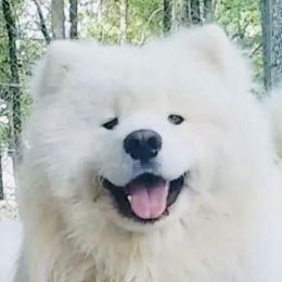 Poarl - Samoyed