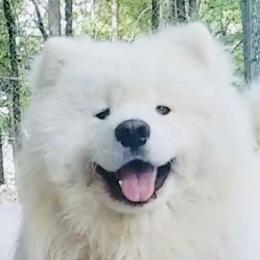 Poarl - Samoyed