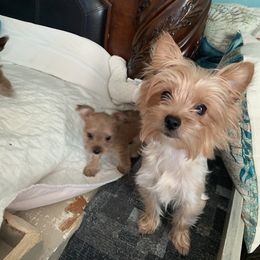 Precious - Yorkshire Terrier