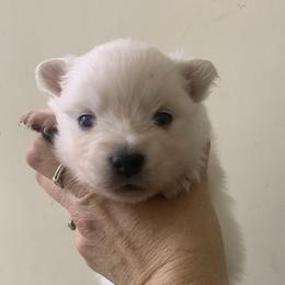 Brie - White female American Eskimo Dog puppy in Placerville, California from White Gypsy Ranch