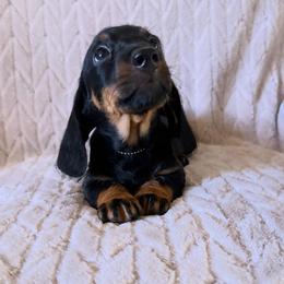 Girl 4 - Black and tan female Dachshund puppy in Wichita, Kansas from Rustic Dachshunds