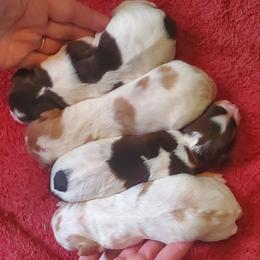 Girl 4 - Orange and white female Brittany puppy in North Hampton, New Hampshire from Birch Spring Brittanys