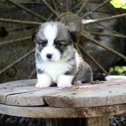 Cinderella - Sable female Pembroke Welsh Corgi puppy in Valley, Washington from Corgis of the Mountain Valley