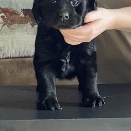 Labrador Retriever Puppies from R Little Retrievers