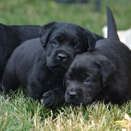 Labrador Retriever Puppies from Jamboree Labradors