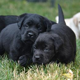 Labrador Retriever Puppies from Jamboree Labradors