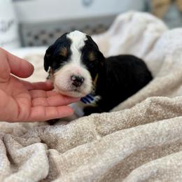Mr. Confident - Tri-color male Bernedoodle puppy in Hegins, Pennsylvania from Bubbling Springs Doodles, LLC