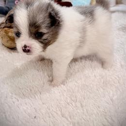 Girl 1 - Blue parti female Pomeranian puppy in Sherman, Texas from Wynter Wonderland Poms