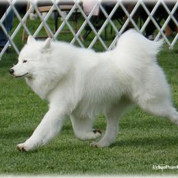 Niko - Samoyed