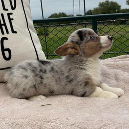 Jock - Blue merle and white male American Corgi puppy in Decatur, Texas from Bar S Corgis