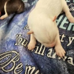 Sayla - White female Siberian Husky puppy in Killeen, Texas from Jackson's Siberians