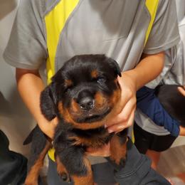 Rottweiler Puppies from White Haus Rottweilers