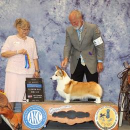 Ruby - Pembroke Welsh Corgi