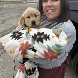 Riley - Light golden female Golden Retriever puppy in Grant County, Indiana from On The Sunny Side Pavey Farms