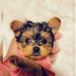 Biewer Terrier, Poodle, and Yorkshire Terrier All Grown Up from Tiny Paws Luxury Pets