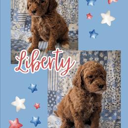 Liberty - Apricot female Goldendoodle puppy in Coarsegold, California from Hobbit Hollow Acres