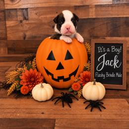 Jack - Brindle male Boxer puppy in Grove City, Ohio from Krieger Family Boxers