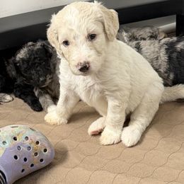 Casper - Cream male Aussiedoodle puppy in Lavonia, Georgia from H & A Kennels