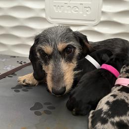 Dachshund puppies from Mavericks Mini Dachshunds