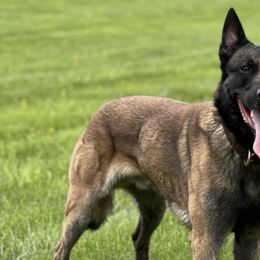 Belgian Malinois and Maltipoos from CJ’s SoCal Mals and Maltipoo’s