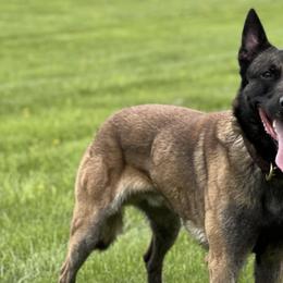 Belgian Malinois and Maltipoos from CJ’s SoCal Mals and Maltipoo’s