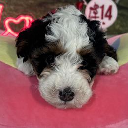 Wayne - Tri-color male Bernedoodle puppy in Lincoln, Nebraska from GRand Doodles