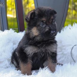German Shepherd Puppies from 501 Shepherds