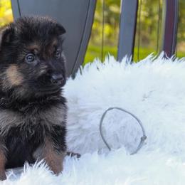 German Shepherd Puppies from 501 Shepherds
