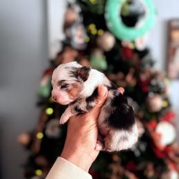 Soldier - Blue merle male Toy Australian Shepherd puppy in Greensboro, North Carolina from Rambling L Toy& Mini Aussies