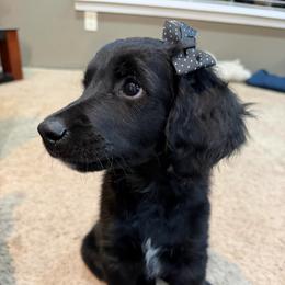 Orange - Black female Golden Aussiedoodle puppy in Chino Valley, Arizona from AZ Stickerdoodles