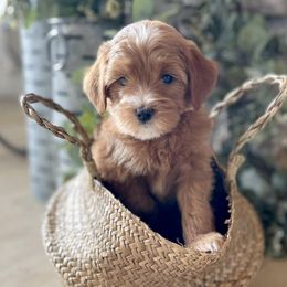 Goldendoodles from Dyson Doodles