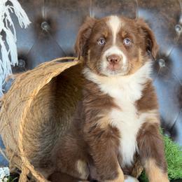 Tia- Has Tail and Videos - Red tri-color female Australian Shepherd puppy in Troy, South Carolina from Lana Corley- Australian Shepherds of 3/W Farms