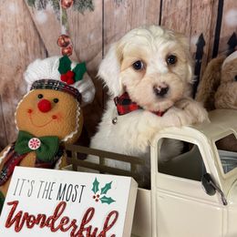 Johnson - White male Havanese puppy in Clermont, Florida from Country Sweet Havanese and Creative Coaching