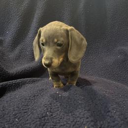 Dachshund Puppies from Carter's Kennels