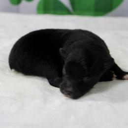 Cocoa - Black & white male Toy Australian Shepherd puppy in Bauxite, Arkansas from J and B Mini Aussies