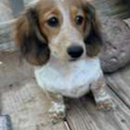 Kona - Dachshund