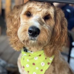 Reba - Goldendoodle